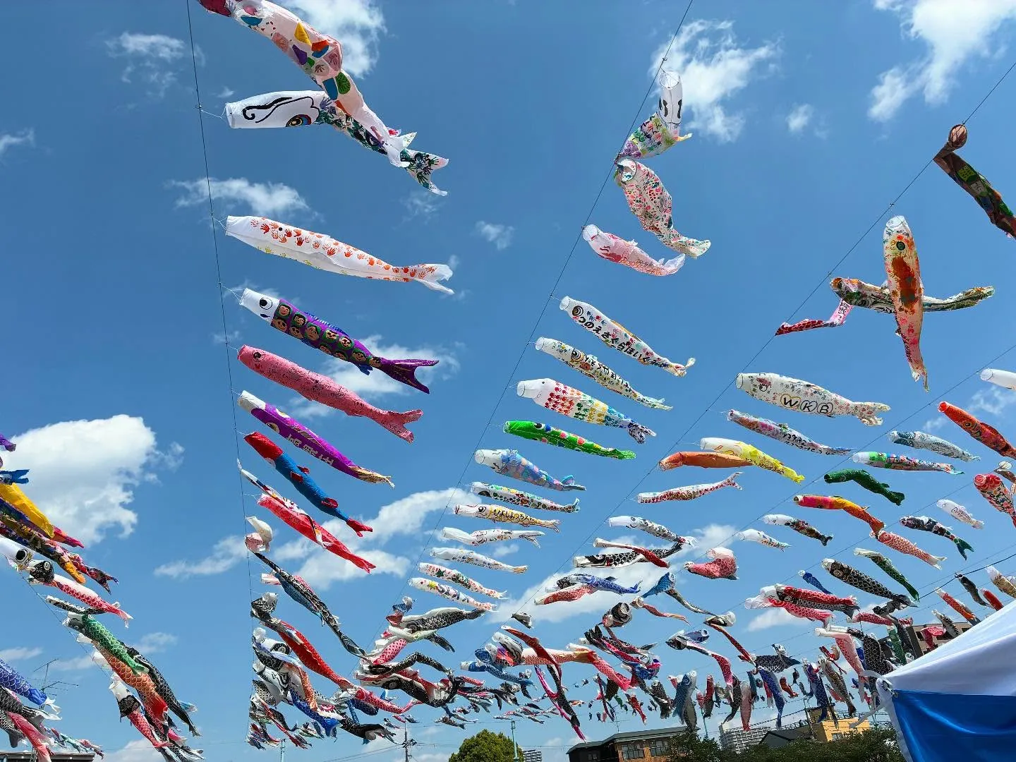 上昇気流に乗って！